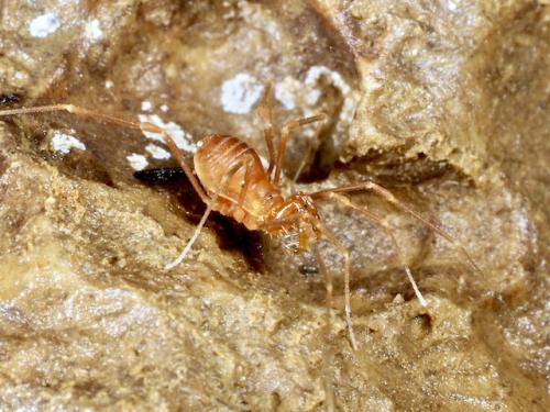 Scotolemon sp.